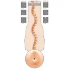 Maitland Ward Tight Chicks - Realistic Anal Masturbator – 25 cm (9.8″) – Skin — Photo 5