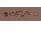 Raw The Grip Masturbator – Brown — Photo 7