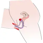 Intimate Spreader Lila Foto 8