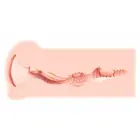 Haru Pleasure Device Soft Touch Anatomical Model – Compact Size — Photo 3