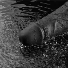 Real Softee uzlādējams vibrējošs dildo – 25.5 cm (10″) – Melns Foto 13