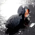 Aisi besisukantis analinis kištukas Photo