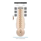 Fleshjack Boys Griffin Barrows Cake Masturbator – 25 cm (9.8″) – Blue — Photo 9
