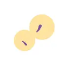 SalsaTap Sensation klitora stimulators – 15 cm (5.9″) – violets — Foto 7